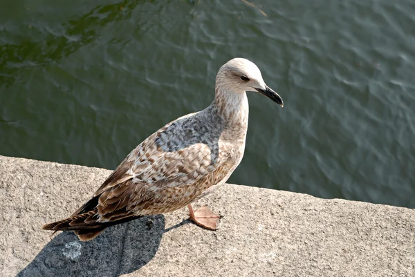 Seating seagull at seafront — Stock Photo, Image