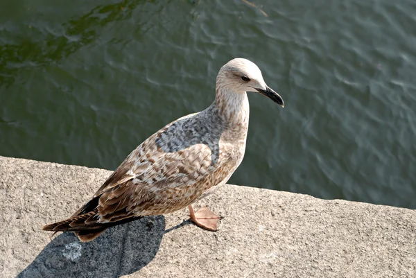 Gaivota em frente ao mar — Fotografia de Stock