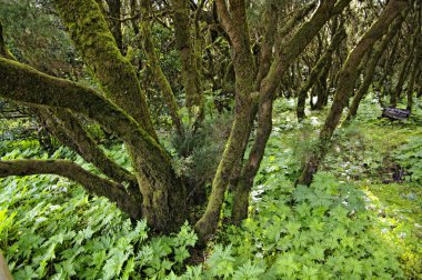 La gomera orman. ada la gomera, Kanarya Adaları, İspanya.