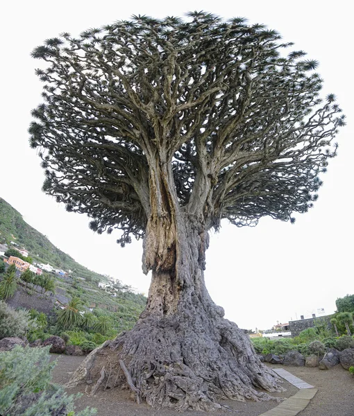 Millennium dragon tree (dracaena draco). stad icod de los vinos, t — Stockfoto