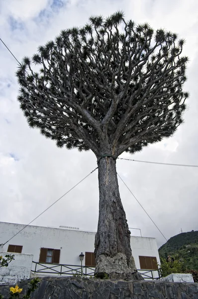 Dragon tree (dracaena draco). stad icod de los vinos, tenerife. — Stockfoto