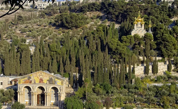 Zeytin Dağı. Jerusalem, İsrail — Stok fotoğraf