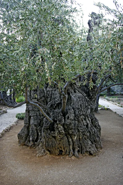 Bahçe gethsemane in zeytin ağacı. — Stok fotoğraf