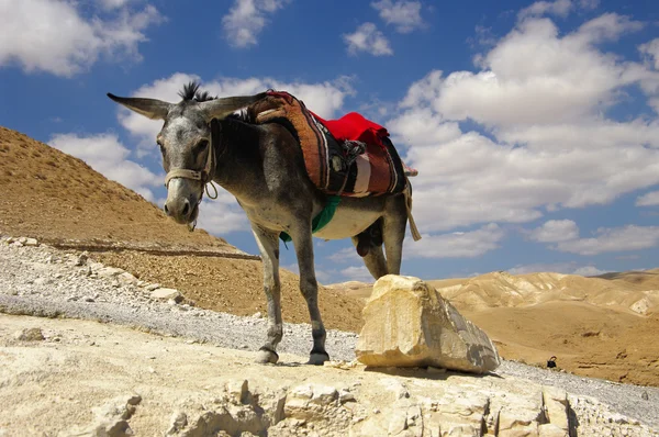 Donkey in Wadi Qelt canyon. — Stock Photo, Image