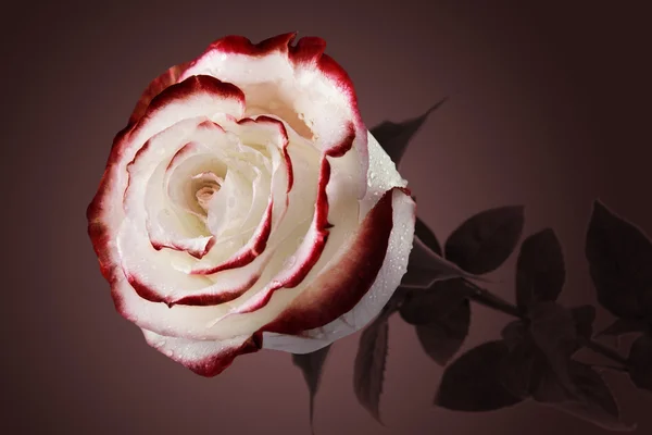 bloody rose