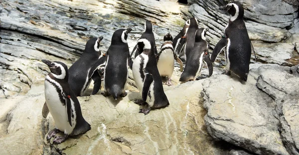 Pinguins — Stock Photo, Image