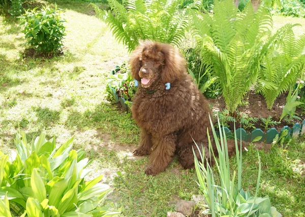 Portrait of a brown royal poodle — Stock Photo, Image