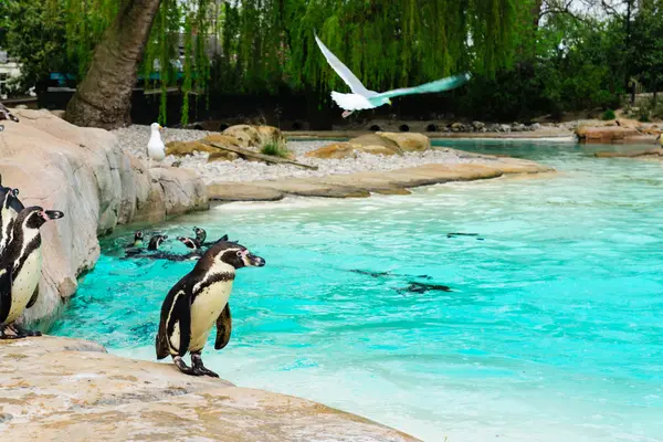 水の近くのペンギン — ストック写真