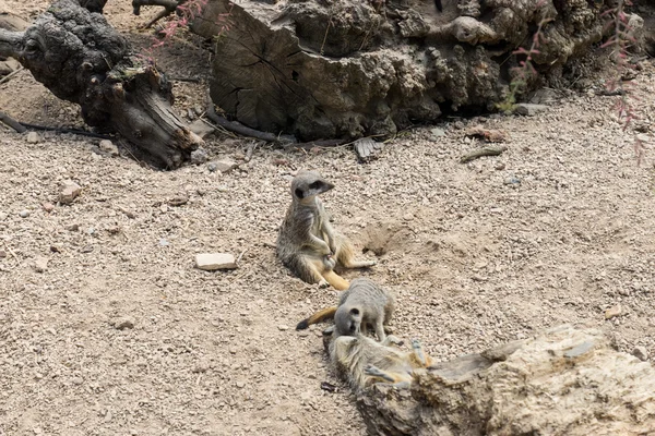 Meerkat. — Fotografia de Stock