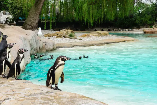 水の近くのペンギン — ストック写真