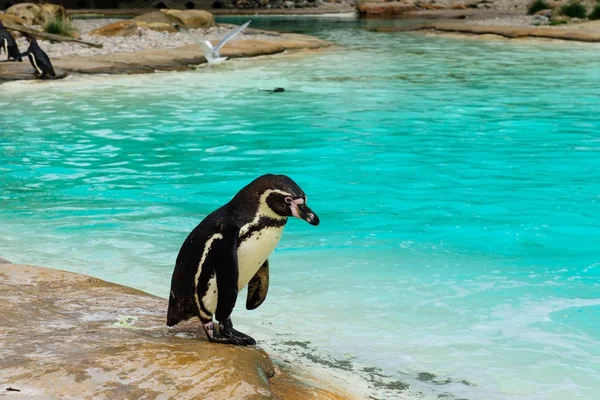 Pingwin w pobliżu wody — Zdjęcie stockowe