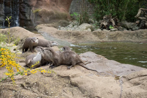 Family of oriental short-clawed otters — Stock Photo, Image