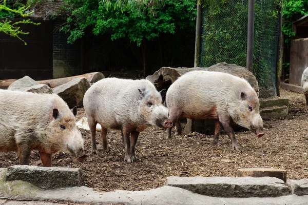 sakallı bir kalem demiler