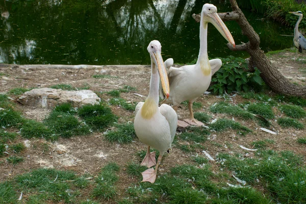 Eastern white pelican — Stock Photo, Image