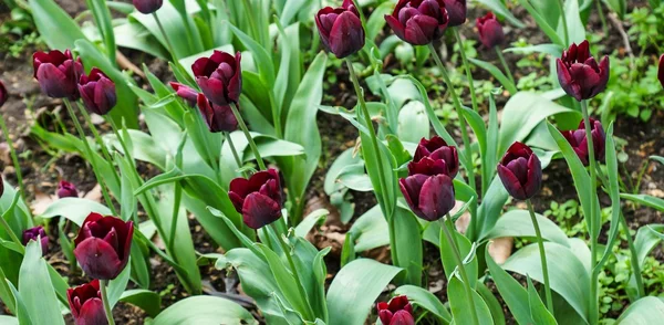 Pole tulipánů — Stock fotografie