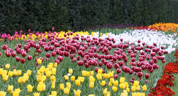 Pole tulipánů — Stock fotografie