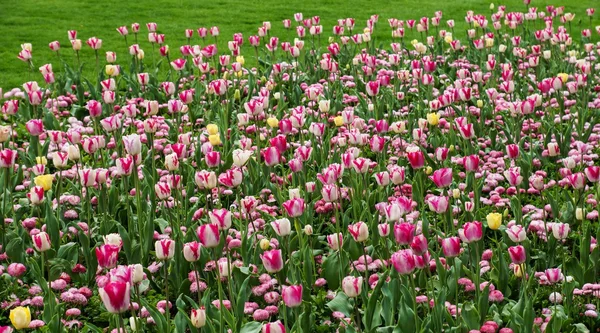 Field of tulips — Stock Photo, Image