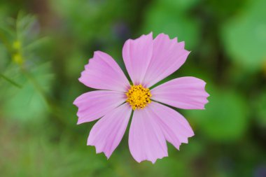 Cosmos çiçek duvar kağıdı