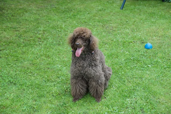 Cão preto poodle real no jardim — Fotografia de Stock