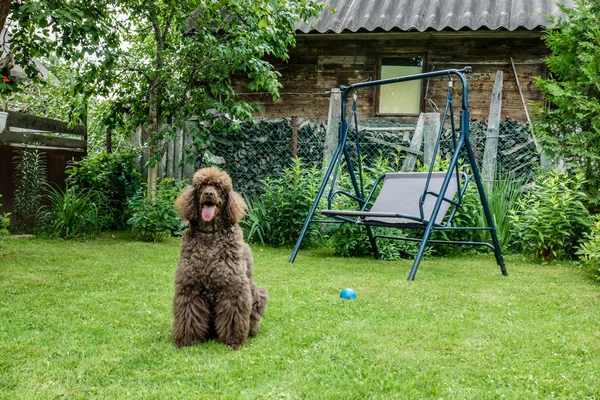 Black dog Royal poodle in the garden — Stock Photo, Image