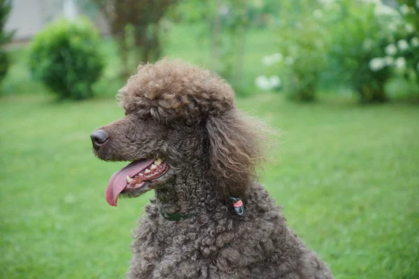 Retrato de cão preto Royal poodle com língua para fora — Fotografia de Stock
