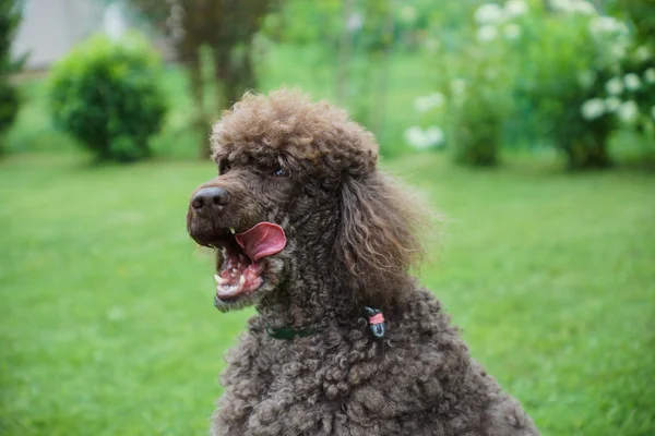 siyah köpek Kraliyet fino köpeği portresi