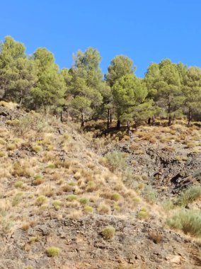 İspanya 'nın güneyindeki ağaçlar