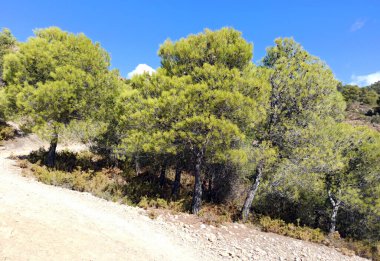İspanya 'nın güneyinde Almeria Eyaleti' nde ağaçları olan bir vadi.