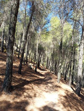 İspanya 'nın güneyinde Almeria Eyaleti' nde ağaçları olan bir vadi.