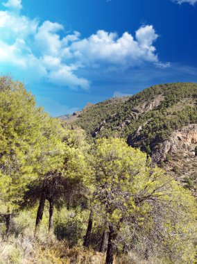 İspanya 'nın güneyinde Almeria Eyaleti' nde ağaçları olan bir vadi.