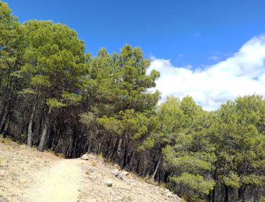 İspanya 'nın güneyinde Almeria Eyaleti' nde ağaçları olan bir vadi.