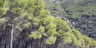 İspanya 'nın güneyinde Almeria Eyaleti' nde ağaçları olan bir vadi.