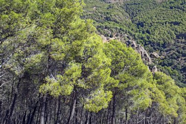 İspanya 'nın güneyinde Almeria Eyaleti' nde ağaçları olan bir vadi.