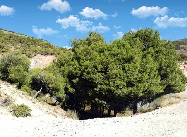 Valley Trees Almeria Province South Spain — Stock Photo, Image