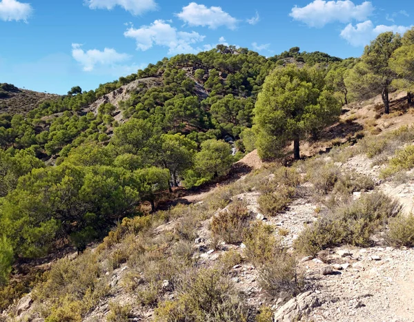 Údolí Stromy Provincii Almeria Jihu Španělska — Stock fotografie