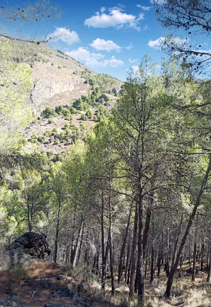 İspanya 'nın güneyinde Almeria Eyaleti' nde ağaçları olan bir vadi.