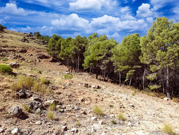 İspanya 'nın güneyinde Almeria Eyaleti' nde ağaçları olan bir vadi.