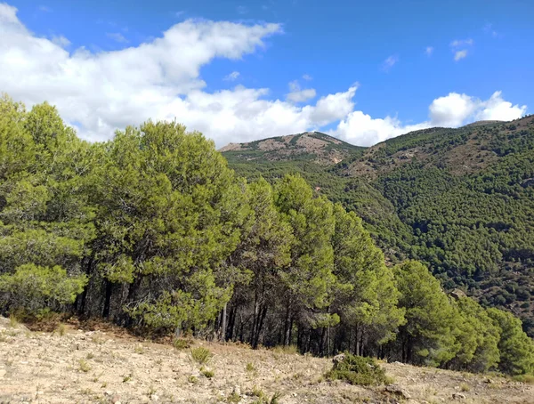İspanya 'nın güneyinde Almeria Eyaleti' nde ağaçları olan bir vadi.