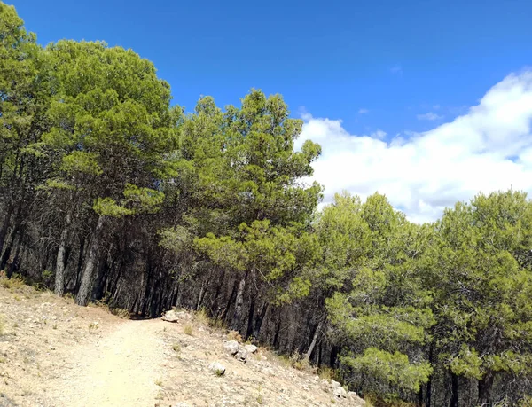 İspanya 'nın güneyinde Almeria Eyaleti' nde ağaçları olan bir vadi.