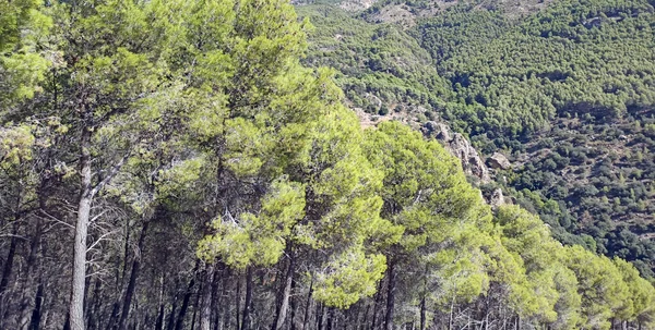 İspanya 'nın güneyinde Almeria Eyaleti' nde ağaçları olan bir vadi.