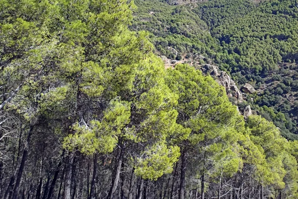 Valle Con Árboles Provincia Almería Sur España — Foto de Stock