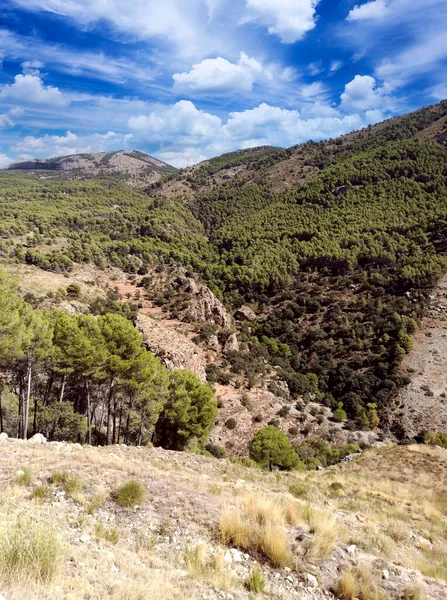 Vale Com Árvores Província Almeria Sul Espanha — Fotografia de Stock