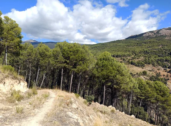İspanya 'nın güneyinde Almeria Eyaleti' nde ağaçları olan bir vadi.