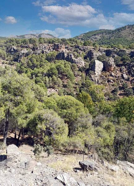 Κοιλάδα Δέντρα Στην Επαρχία Αλμερίας Στα Νότια Της Ισπανίας — Φωτογραφία Αρχείου