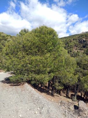 İspanya 'nın güneyinde Almeria Eyaleti' nde ağaçları olan bir vadi.