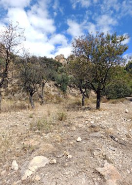 İspanya 'nın güneyinde Almeria Eyaleti' nde ağaçları olan bir vadi.