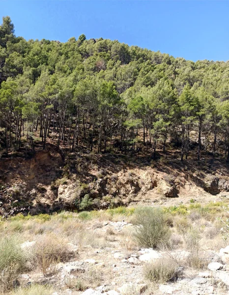 Valle Con Árboles Provincia Almería Sur España —  Fotos de Stock