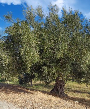 Endülüs 'ün Almerya ilinde zeytin ağaçları