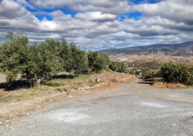 Endülüs 'ün Almerya ilinde zeytin ağaçları