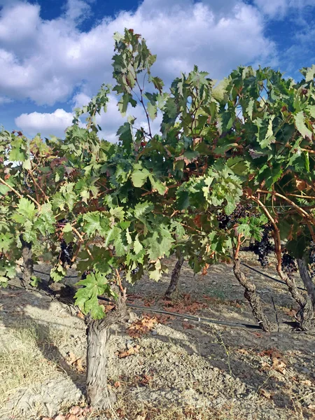 Vineyardas Prowincji Almeria Słoneczny Dzień — Zdjęcie stockowe